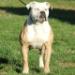 T-Town  Sophie of Notorious Bulldogs PH .52/.56