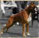 CH PL Jedna na Milion BORN TO WIN