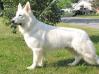 UKC CH Baughman's King Of Gods Zeus