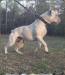 Jam Up Bulldogs' Maximus