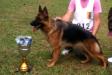Laika do Amper
