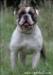  OSB`s Ruddick