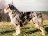Ch. Bayshore's Lucy In the Sky