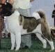 AKC CH Regalia's Snapdragon