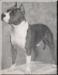 CH Ruffian Hercules of Har-Wyn