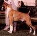 CH (AKC) Heldenbrand's Jet Breaker