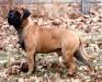 Ch. Tailwynde's Double Dutch