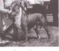CH Ruffian Grey Boy of Har-Wyn