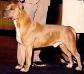 AKC CH Sierra's Lil' Abner