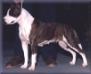 AKC CH/ UKC CH Talk O The Towns Majestic Empress