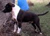 Tonkawa Buffalo Soldier