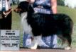 WTCH CH Gold Nugget's Contender