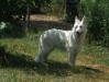  Bella Donna of the Silver Wolfsfarm (Adonna)