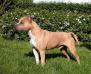 MULTI CH Royal Court's White Rock Double D