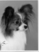  Blackpark Fido
