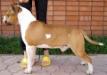 Irgen Gold TJ For Gang-Staff