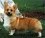 FIN CH Finnheeler Fidelio