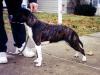  Blacjaks Rosie Queen Diamond