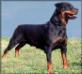 Bessy von Siki Rottweiler