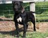 Konfederate Kennel's Crow of Black Champ's