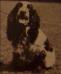 Ben Bowdler (Cocker Spaniel)