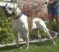 <span style="color: darkred">INTL CH</span> Becklyn's Mighty Zeus <span style="color: darkblue">GDT, IDT3</span>
