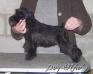Dog-Otho¿s Zambia / GT