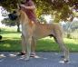 Mavro Cast a Spell on Derby N Shady Creek