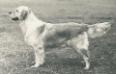  Stalyhills Miss Avenger of Amirene