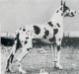 CH54 Rux Conny von St. Magn-Obertraubling