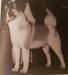 BIS, BISS AKC CH North Star's Mad Maxx