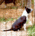 CH X-Pert Lady Charo