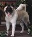 AKC CH Big-O Thunderheart Of Kokomo