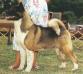 AKC CH Bighorns Last Raygin Bull