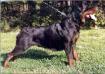  Lady (Yugoslavia) JKC 81309
