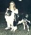 HOF CH Poudre Silver Sage of Coppertone