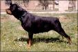 Beta von Siki Rottweiler
