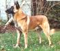 RE INTCH FR CH Pollux du Mas des Lavandes