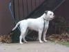 Dailey's Sharonna