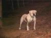 Dailey's Icabod