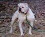 Dailey's Little Red Ruffian