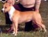 CH (AKC) Diamond's Crystal of Kar-Ron