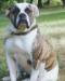 Dailey's Belle Starr