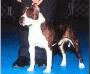 AKC CH Billjack's The Mask of Zorro