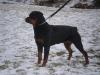 Goldmoor's Anka