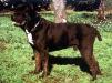 CH David (1990)(AG94L2750)