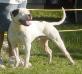 GR CH Knowle's Ragin Rosco