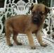 MANALO K9's Crocadolly