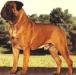 GOLD ROM, CH (US) Blackslates Boston Brahmin