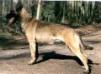  Kiki Langemaat (Malinois)